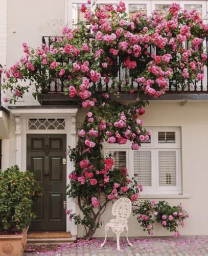 Image of Live Climbing Pink Plant with Plastic Pot, Creeping, Rambling, Ornamental, Vining, Fragrant, Trailing Flower (ROSE FLOWER PLANT) (FLOWER PLANT) (RED CLIMBING ROSE))