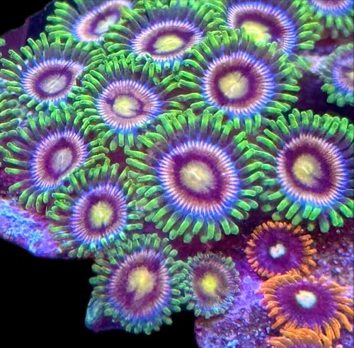 coralSLover-Live Saltwater Coral-Lazerr Lemon Zoanthids (5 Heads)