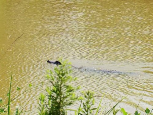 Gator Bait