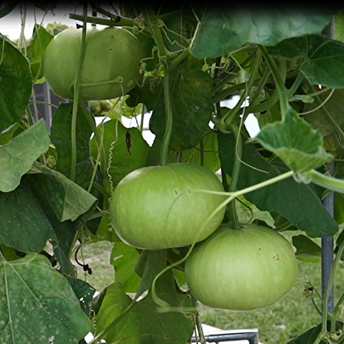 IndianAgro Round Bottle Gourd - 30 Fresh Seeds - Lauki Vegetable Seed - Lau - Clabash Vegetable Seeds (B07S7K3LNF) Amazon Price History, Amazon Price Tracker