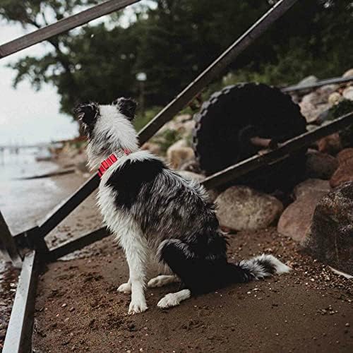 dogIDs Personalized Quick Release Waterprooft ScruffTag Dog Collar - Built-in Custom Laser Engraved Nameplate, Odor Resistant - Orange, 1 in x 16-23 in (Fits Neck Sizes: 16-23 in)