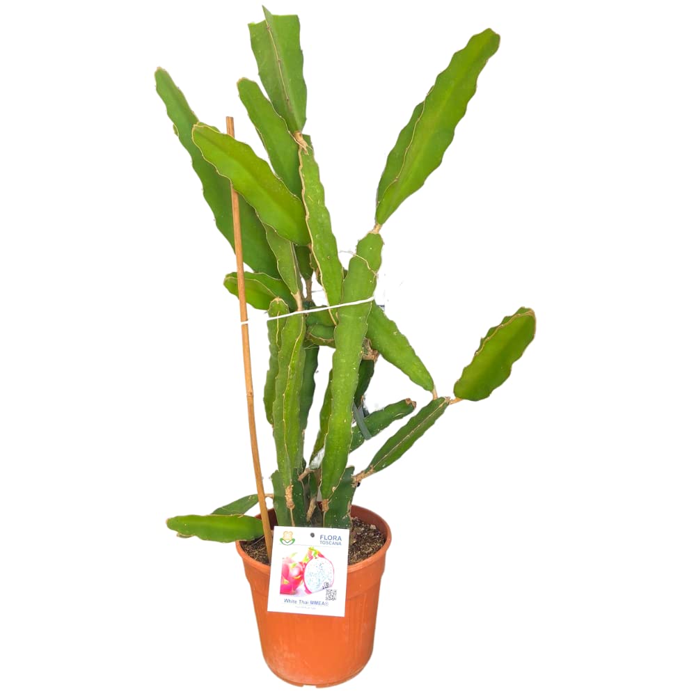 Pianta di PITAYA (ALTEZZA, 90-100 cm) - Il Frutto del Drago - Azienda agricola Carmazzi