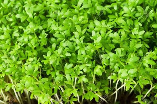 Fresh 10 pcs Rock CRESS Flower Seeds for Planting Lime Green