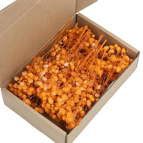 Set de 50 tallos de Gypsophila seca para decoración