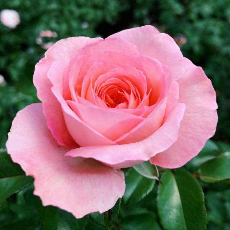 Miniatura 2 de Mini rosa rosa viva, rosa en miniatura en maceta de 3 pulgadas, planta de flores para interiores y exteriores, rosa viva compacta para regalos y