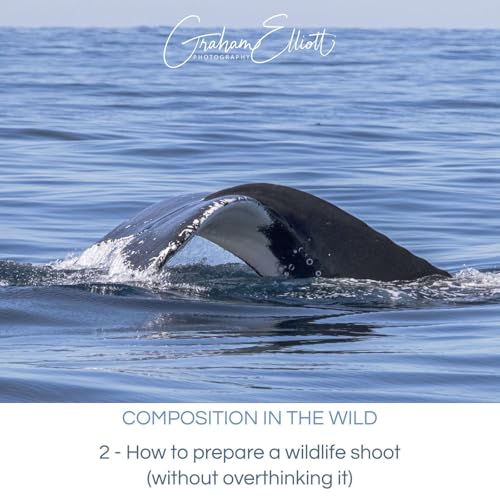 Composition in the Wild E2/4: How to prepare a wildlife shoot (without over-thinking it)