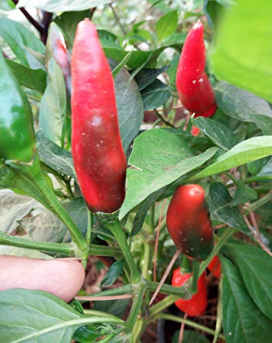 Semi diavolicchio calabrese