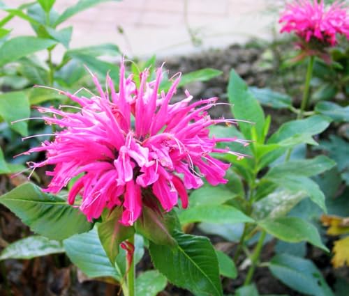 100PCS Mixed Color Bergamot Seeds Perennial Flower Seeds Heirloom - Image 8