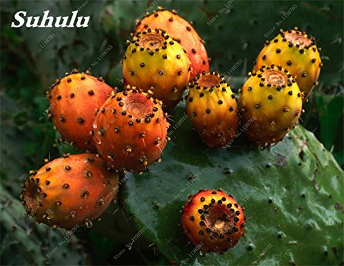 100 Pz Opuntia Semi di fico d'India Rare dolce alta nutritous Cactus  commestibili frutti sani Flower Garden Bonsait Pianta grassa 22: Only Seeds  : Amazon.com.be