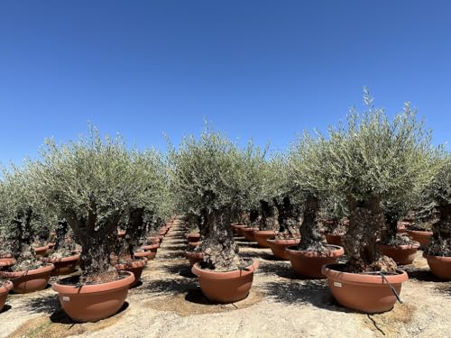 Sunny Tree - Olivenbaum - Olea Europaea - Winterharte Olvenbaum Bonsai 200 cm - 100 Jahre Alter Olivenbaum - Fruchttragend