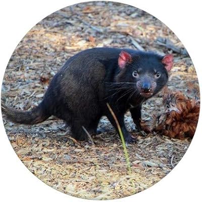 CafePress Hungry Tasmanian Devil 1