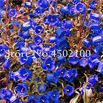 . 50 Pz Rare Bellflower, Campanula Cile Rosea Vasi di Fiori Bellflower Pianta sempreverde per la casa Giardino 2018 Calda: 11