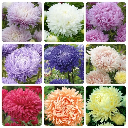 1000+ Perennial Aster Flower Seeds for Planting Outdoors-Rainbow Flower Garden Home Fragrant Butterfly