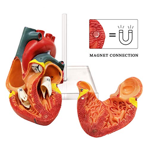 EVOTECH SCIENTIFIC Human Heart Model for Anatomy 2 - Part Heart Models Anatomy Life Size Medical Heart Model (Plexiglass base) - Image 4