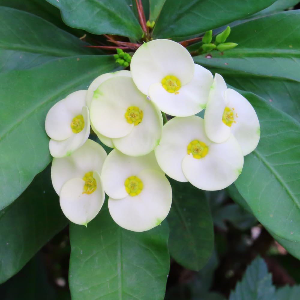Crown of Thorns Plant Live, Well-Rooted 5-9 Inc Tall, Euphorbia Milii Crown of Thorn Tree, Cold Hardy (White)