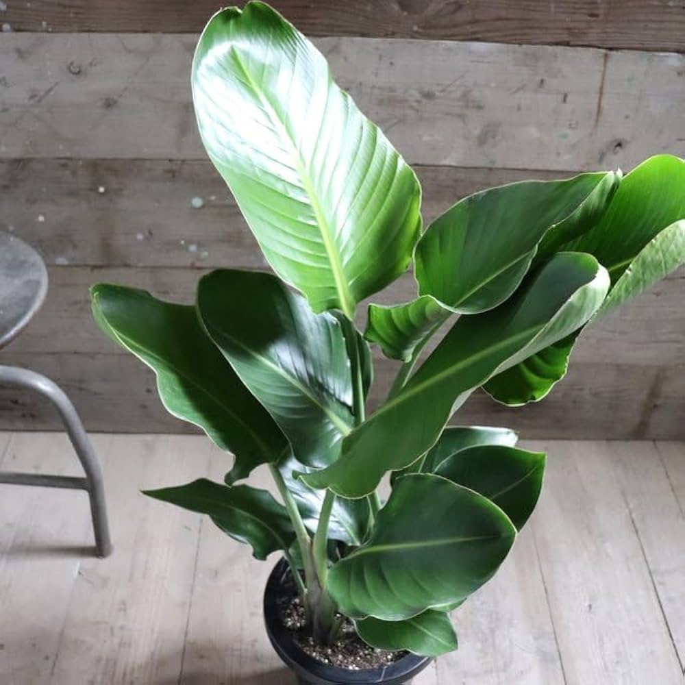 Amazon｜オーガスタ 大きな観葉植物 ストレチア 極楽鳥花｜観葉