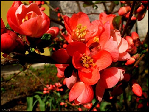 New Fresh 10pcs Orange Quince Flower Seeds Generic