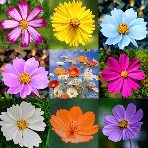 Mixrug 2000pcs Mixed Cosmos Seeds for Planting, Rare Perennial Cosmos Flower Seeds, Heirloom Non-GMO Open Pollinated Wildflowers for Home Garden Outdoors