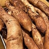 semillas de yacón - orgánicas, huerta Smallanthus sonchifolius, columnar, balcón, jardín de resistentes 500pcs