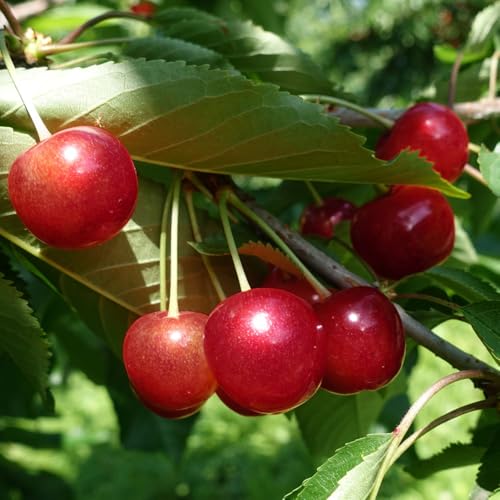[令和8年産先行予約]こだわりのさくらんぼ「紅さやか」(Lサイズ以上) バラ詰め 500g いまいのさくらんぼ園 K-831
