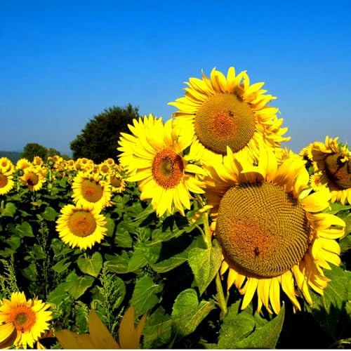 Edible Sunflower - 40 Seeds + freebie + Plant tag (Helianthus annuus)
