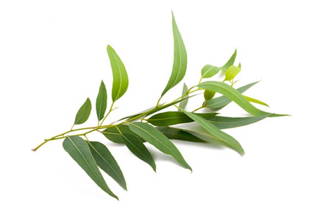 Pinda de Energía Herbal para Masaje Corporal, con Hierbas Orgánicas