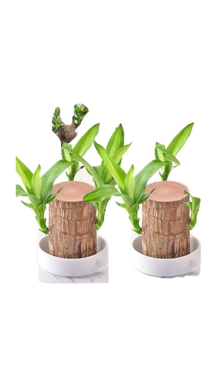 Brazilian Lucky Wood Set of 2 – Air-Purifying Mini Plants for Home & Office Tables-image-35