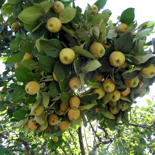 Genérico, Muda de Marmelo 50 a 80cm AMK - Plantas Online