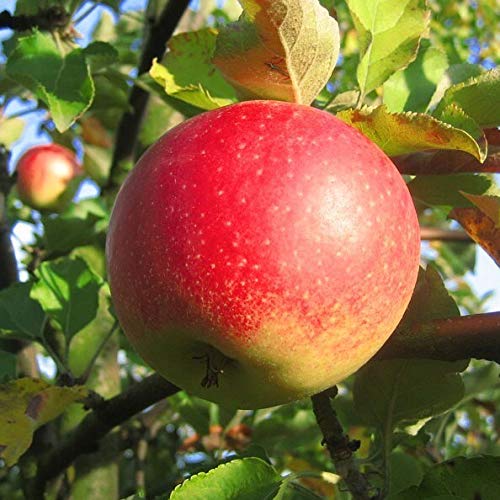 Trio Apfelbaum Drei Apfelsorten Gala - Elstar - Cox Orange