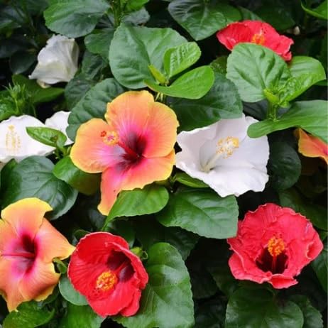 Rare Multicolor (Grafted) Hibiscus Flower Plant "4 To 5" Colour for Home Garden Plant_Plant Height 1.00-2.00 feet to 1.5 feet_Pack of 1 (B0D1323KJ4) Amazon Price History, Amazon Price Tracker