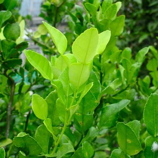JOESAM 30 Fresh Kaffir Lime Leaves | Pachai Narthilai | Makrut Lime (Citrus hystrix) Leaves | Natural Aromatic Culinary Leaves | Lime Leaves, Culinary Herb, Narthilai, kaffir leaves-image-40
