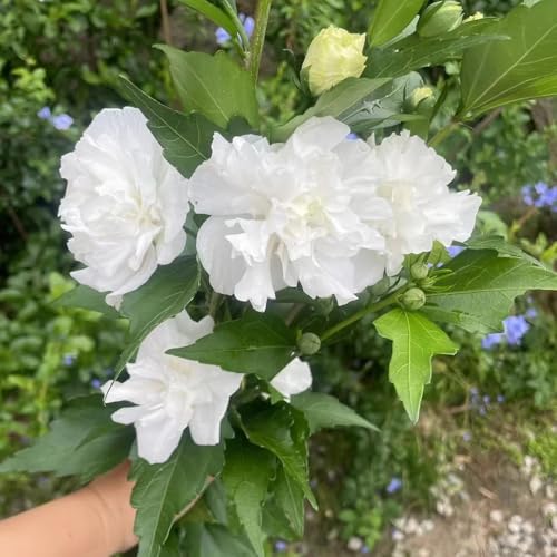 semi resistenti di ibisco da giardino, arbusti alla ibisco decorazione del soggiorno, ornamentale resistente, 180pcs