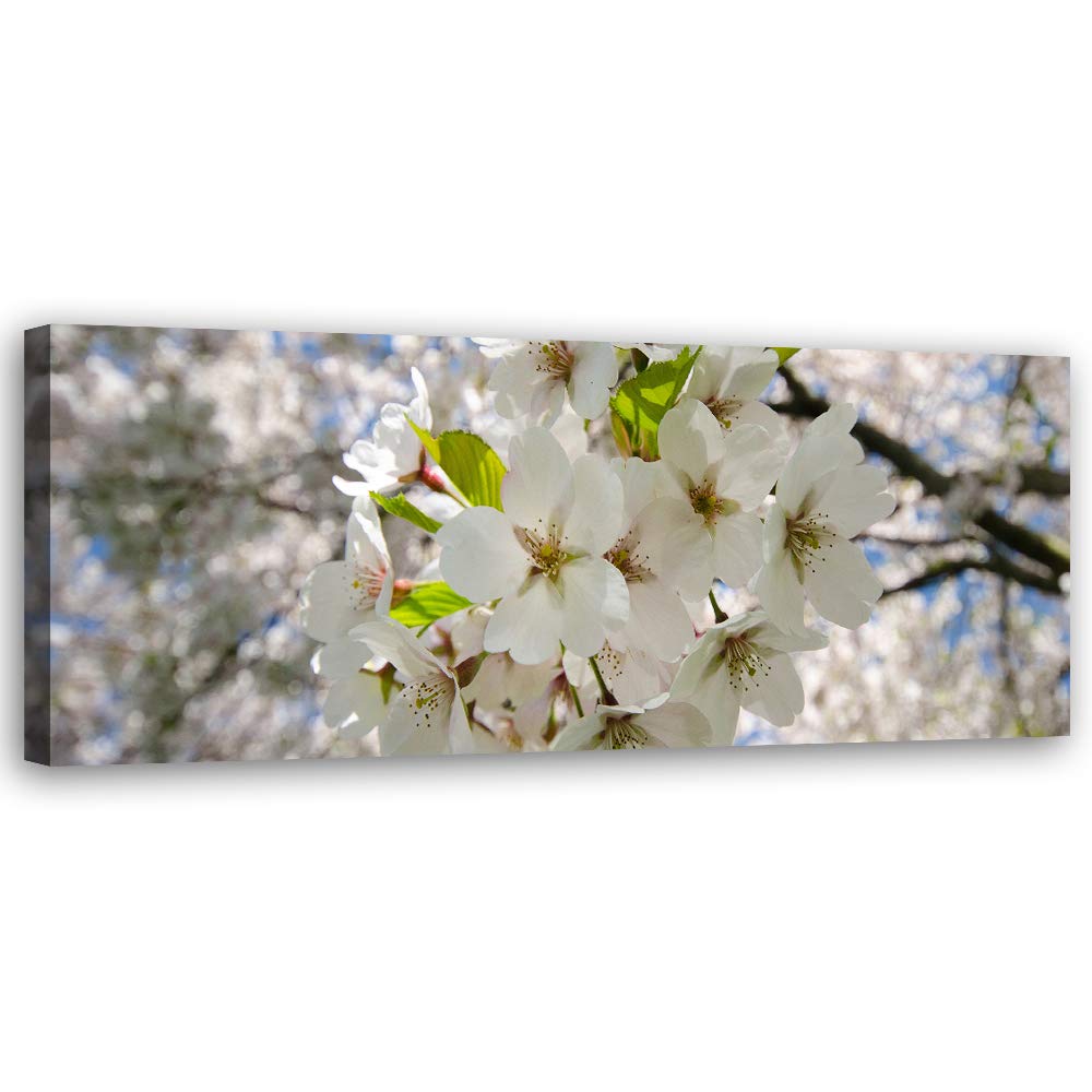 Leinwandbild XXL Kirschblüten Wandbild Kunst Natur Weiß 150x60 cm