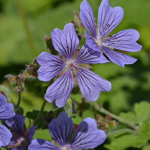Semillas de geranio, de jardín de rocas resistentes Geranio wilfordii, de exterior resistentes 100pcs