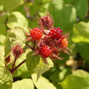 Artländer Pflanzenhof Japanische Weinbeere Rote Früchte Pflanze