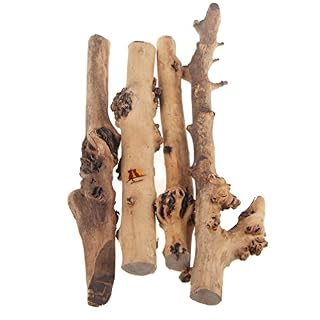 Emours 4 branches en bois de 25 à 40 cm pour terrarium