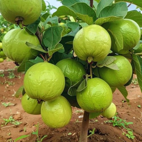 Guava Tree Plant Live White Guava Plant 6 to 10 Inc Long Indoor Outdoor Backyard Fruit Tree