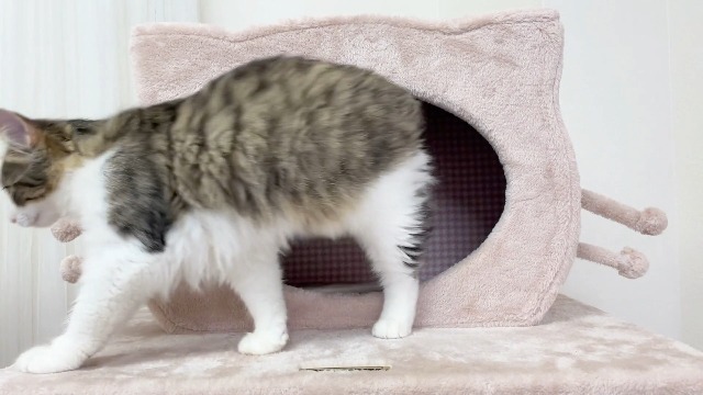 Amazon | Mauタワー プリシャトー ベージュ | Mau | キャットタワー 通販