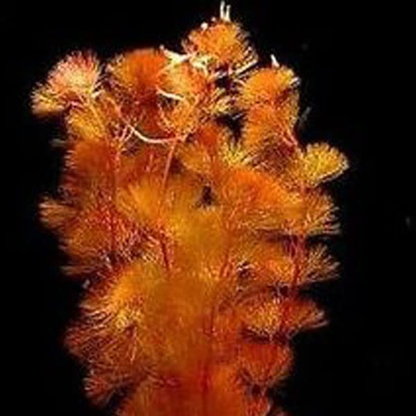 Gachwala Aquarium Live Plants Red Cabomba (Cabomba Furcata) Live Plants