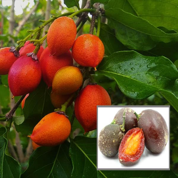 HAPING Peanut Butter Fruit Live Plant (1.5-3 Feet Height)
