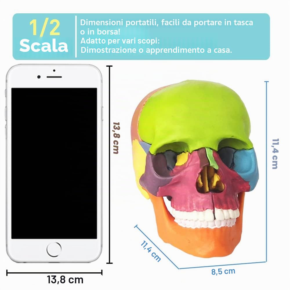 Modello a forma di teschio didattico, 15 pezzi, modello di teschio anatomico, cranio esploso, insegnante medico, studio di formazione, puzzle con teschio