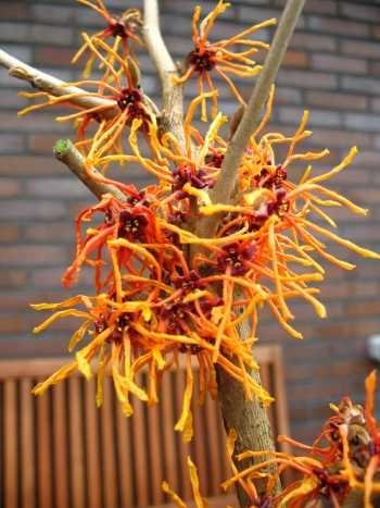 orangegelbe Zaubernuss Hamamelis intermedia Aphrodite 80-100 cm hoch 5 L