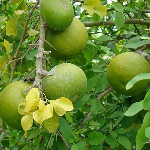 Image of Gutikolom Bael Plant | Bel Patra Live Fruit Plant | Healthy Plant for Home Garden, Terrace & Outdoor Gardening | Pack of 1