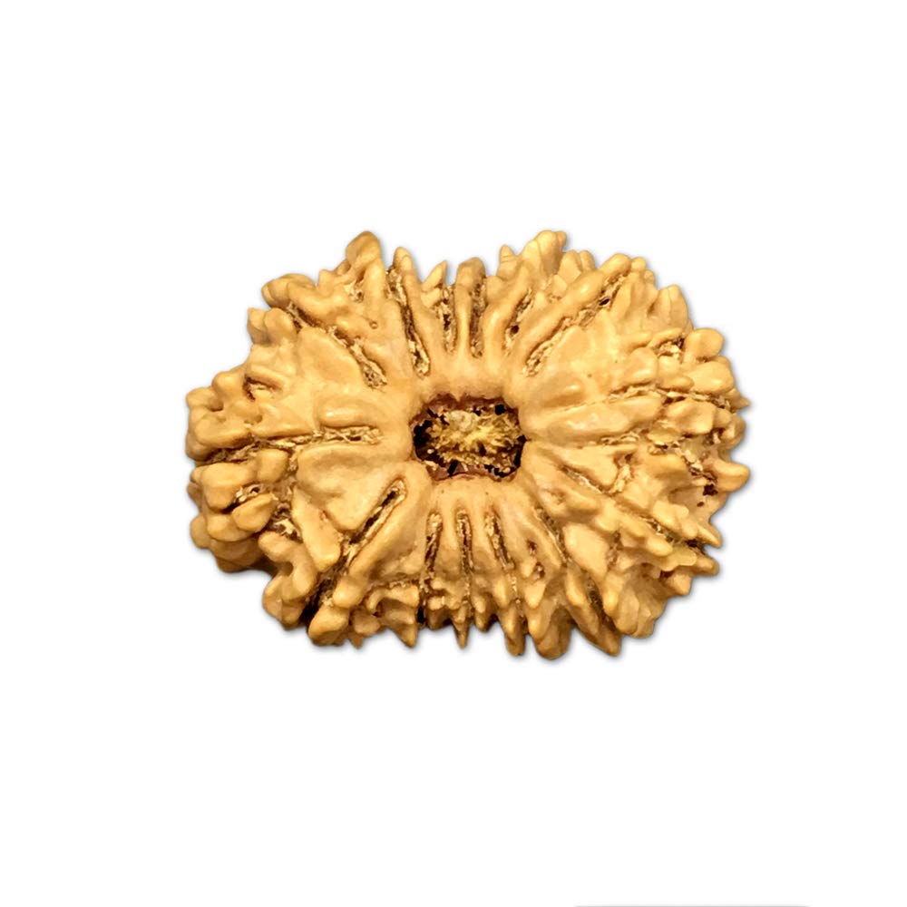 Rudraksha Mukhi Népal 22 mm lot de 14 grandes graines naturelles pour chapelet mala bouddhiste