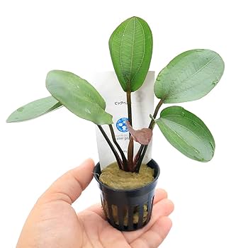 エキノドルス　ビッグベアー　特大株 エキノドルスビッグベアー｜育て方・肥料｜熱帯魚図鑑｜熱帯魚の