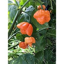 Freeport Scotch Bonnet Hot Pepper Premium Seeds for Planting Packet + More
