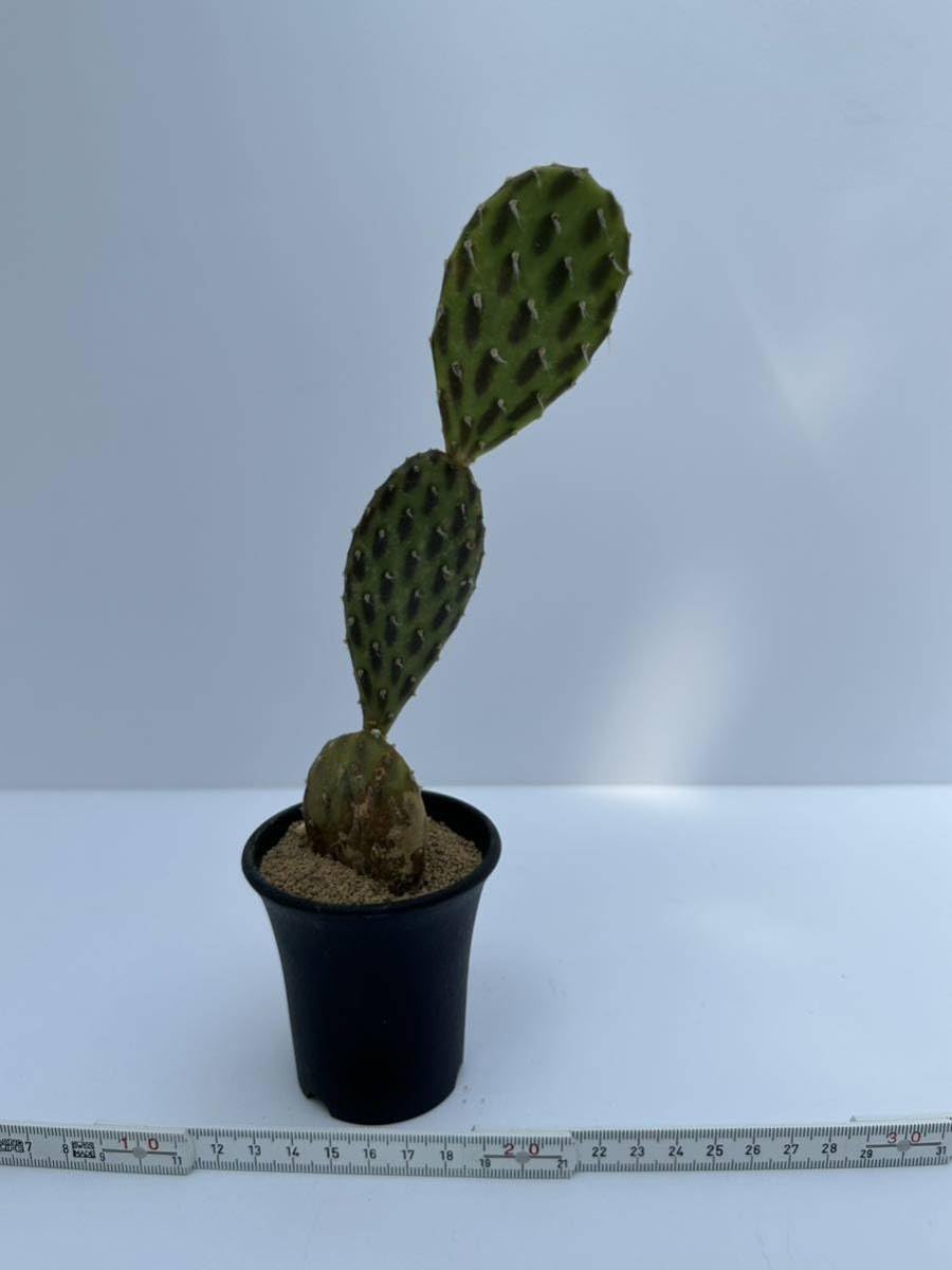 団扇仙人掌。◻️枝垂れ滝 団扇仙人掌。◻️枝垂れ滝 団扇仙人掌。◻️枝垂れ滝 団扇サボテン