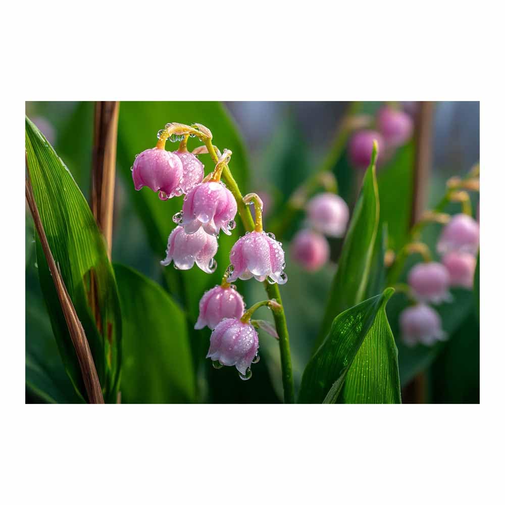 ZAMAEIU Canvas Print Wall Art Lilys of the Valley Garland Modern Nature Landscape Poster, for living room, bedroom,Corridor Office Room Decoretc.(pink)-20x30cm Unframed