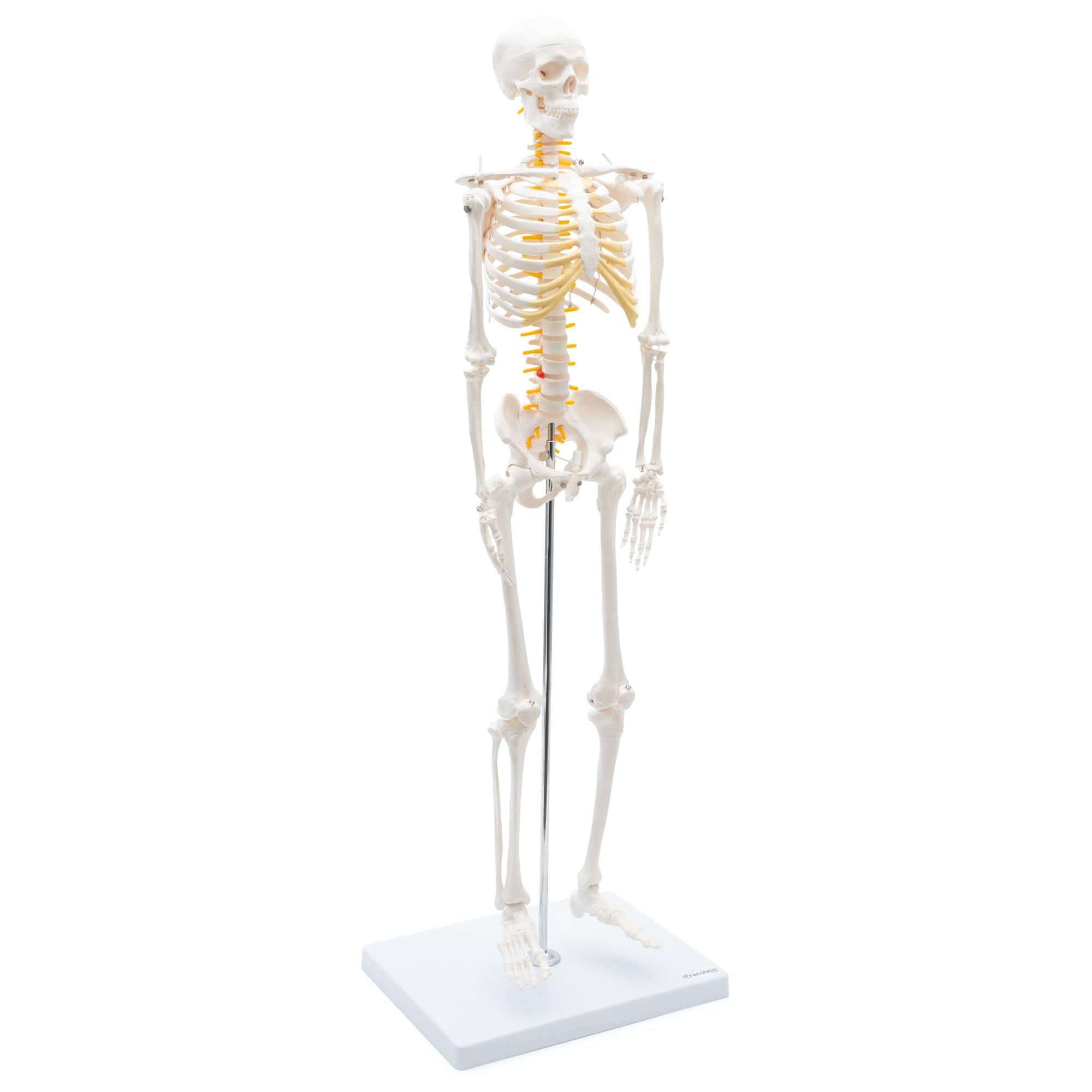 Cranstein A-130 Mini Skelett 85cm mit Spinalnerven | Kleines Skelett Anatomie Modell | für Studenten bzw Medizin Studium | als Geschenk