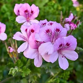 ローズマリーフレンチラベンダー白コーラプラント　苗セットリュウキュウヨモギ ローズマリーフレンチラベンダー白コーラプラント 苗セット